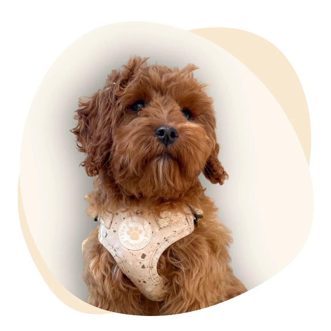 Desert Storm - The Neutral Dog Company