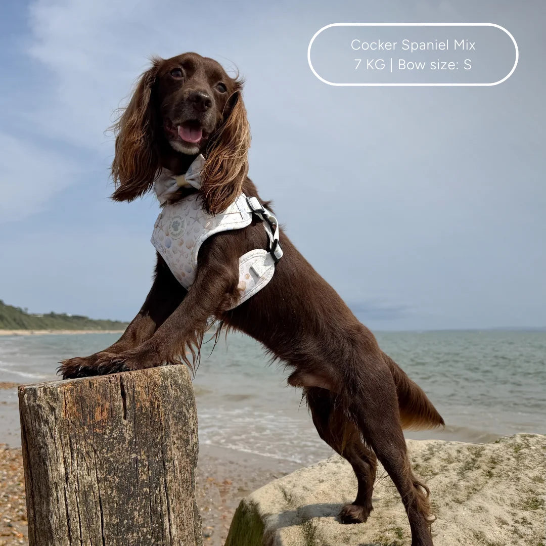 Bow Tie - Seaside Serenity The Neutral Dog Company