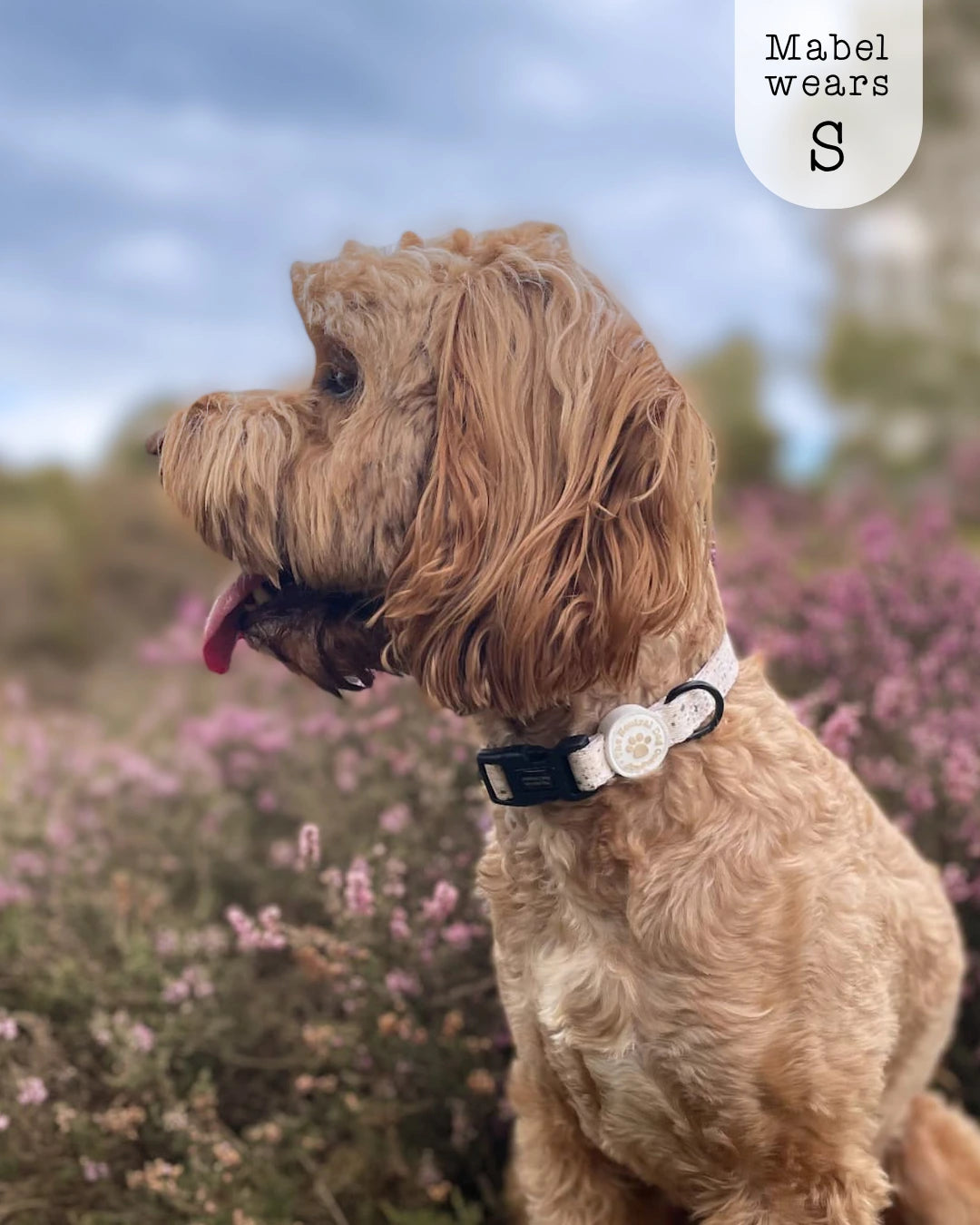 Adjustable Dog Collar - Desert Storm The Neutral Dog Company