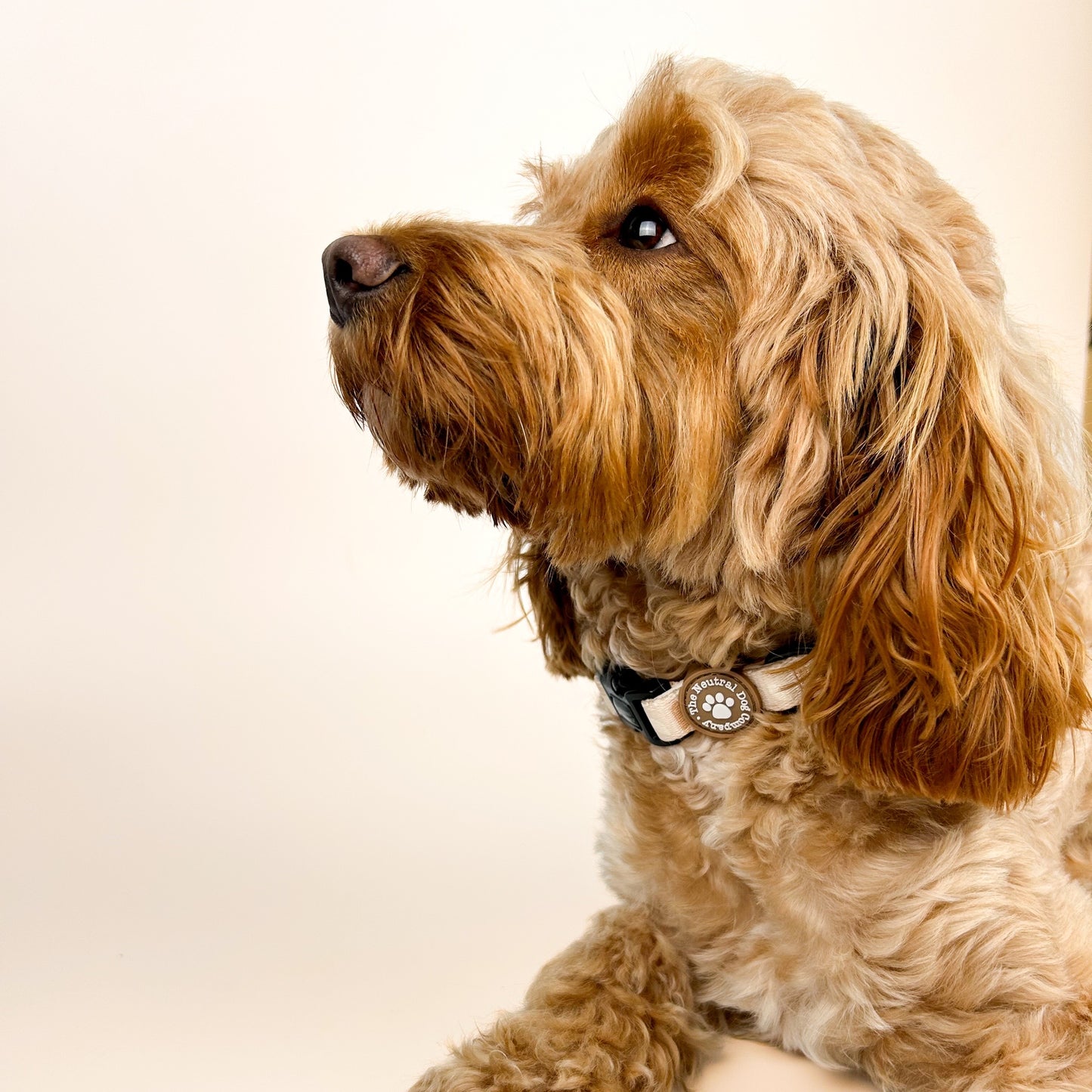 Adjustable Collar - Crystal Couture - The Neutral Dog Company