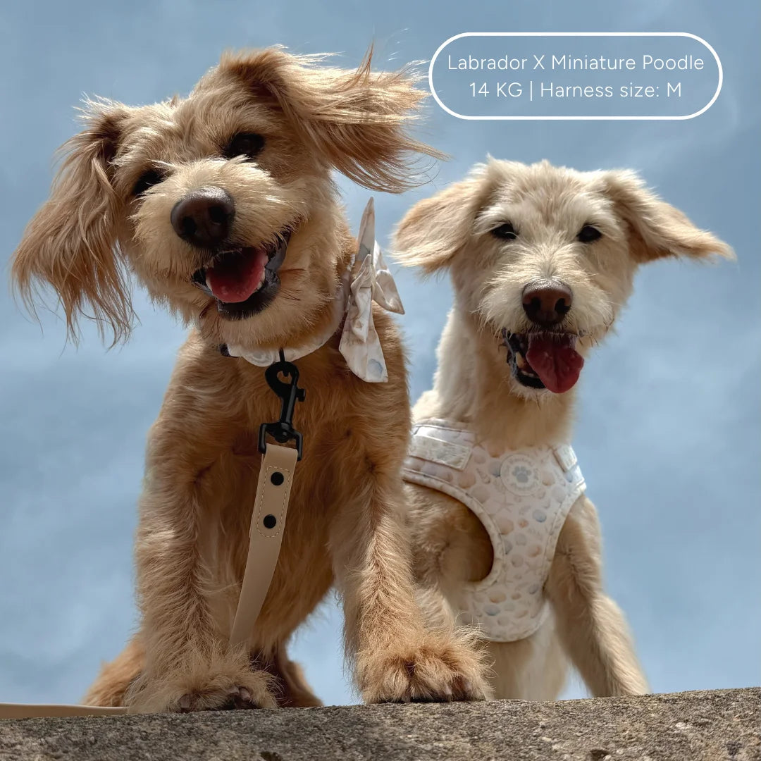 Adjustable Step-in Dog Harness - Seaside Serenity The Neutral Dog Company
