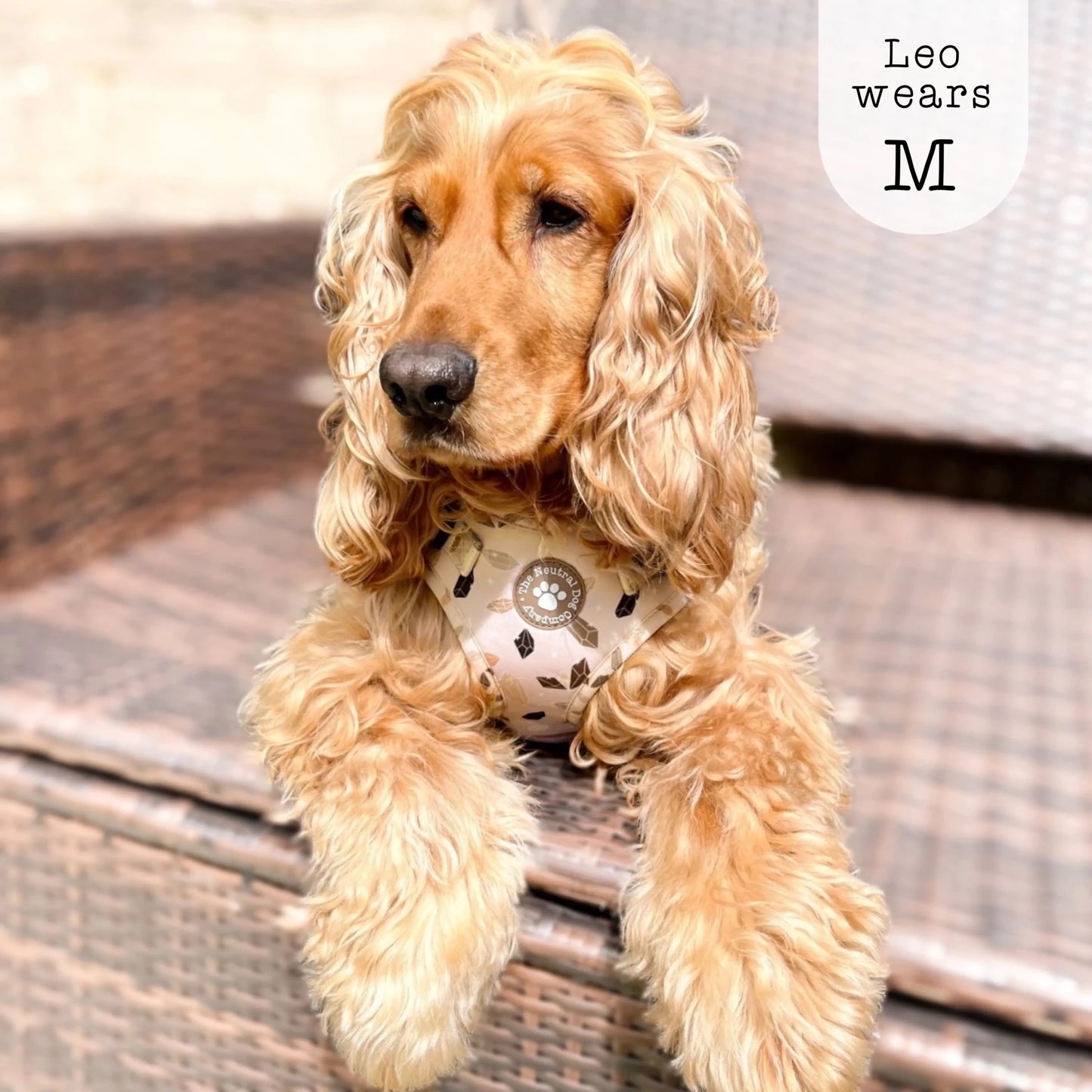 Adjustable Step-in Dog Harness - Crystal Couture - The Neutral Dog Company