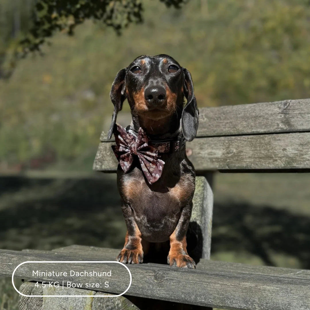 Ultimate Step-in Dog Harness Bundle - Dusky Rose The Neutral Dog Company