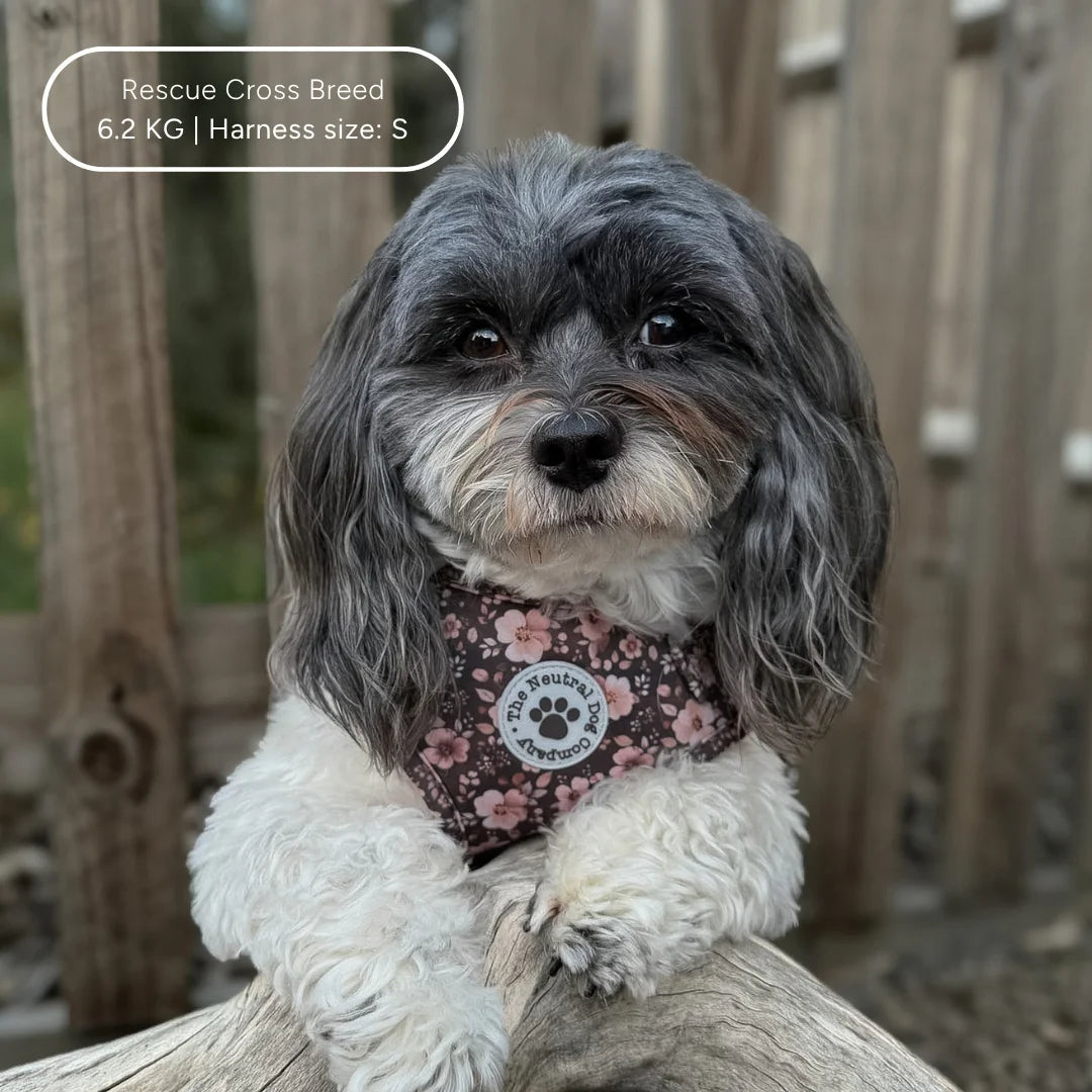 Ultimate Step-in Dog Harness Bundle - Dusky Rose The Neutral Dog Company