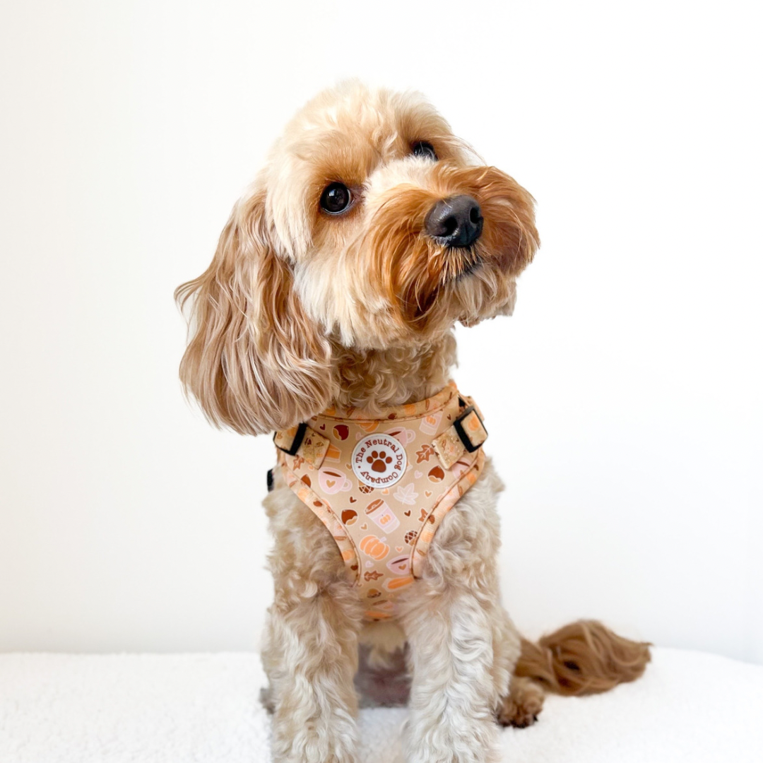 Adjustable Step-in Harness - Sweet Pawtumn Pie - The Neutral Dog Company