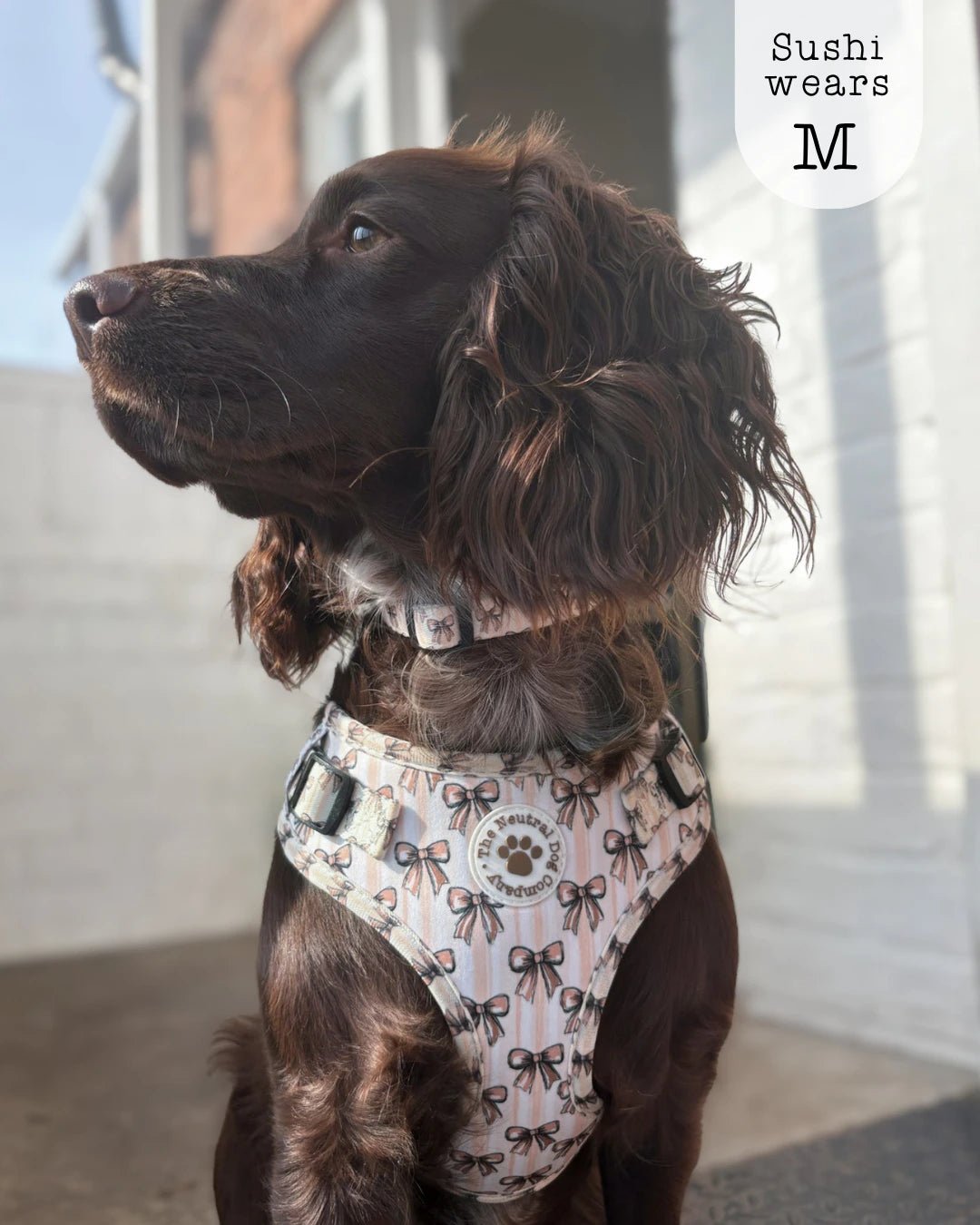 Adjustable Step-in Dog Harness - Biscotti Bows - The Neutral Dog Company
