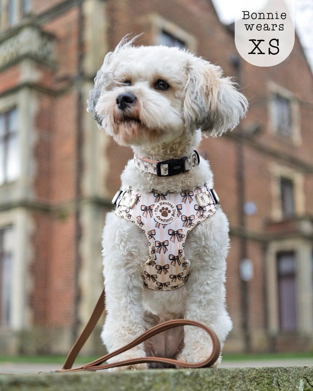 Adjustable Step-in Dog Harness - Biscotti Bows - The Neutral Dog Company