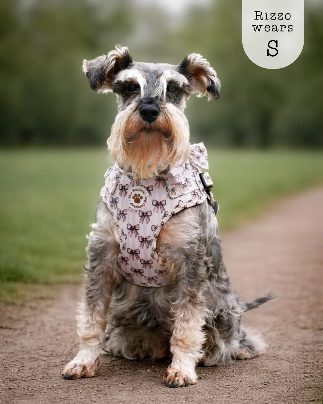 Adjustable Step-in Dog Harness - Biscotti Bows - The Neutral Dog Company