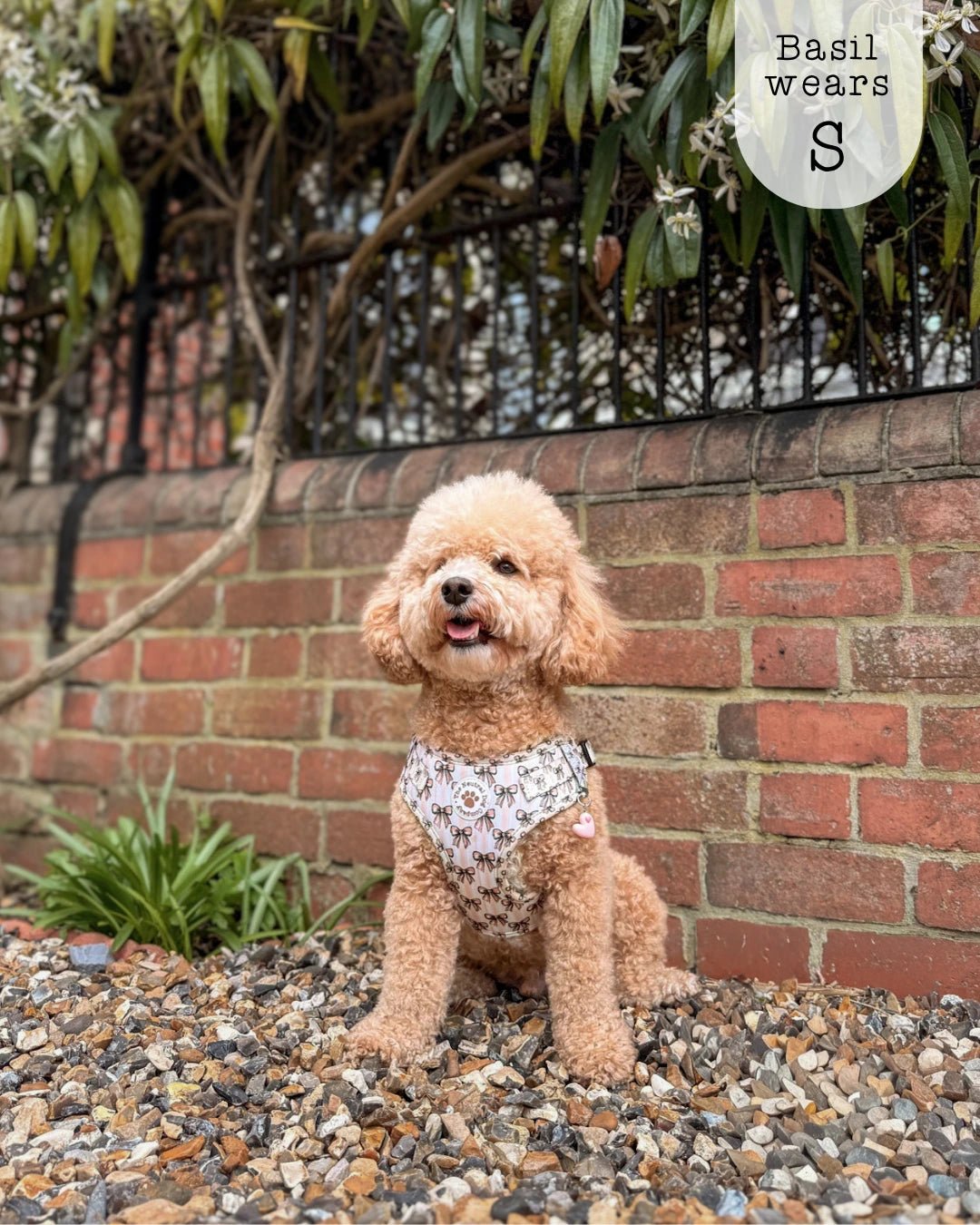 Adjustable Step-in Dog Harness - Biscotti Bows - The Neutral Dog Company