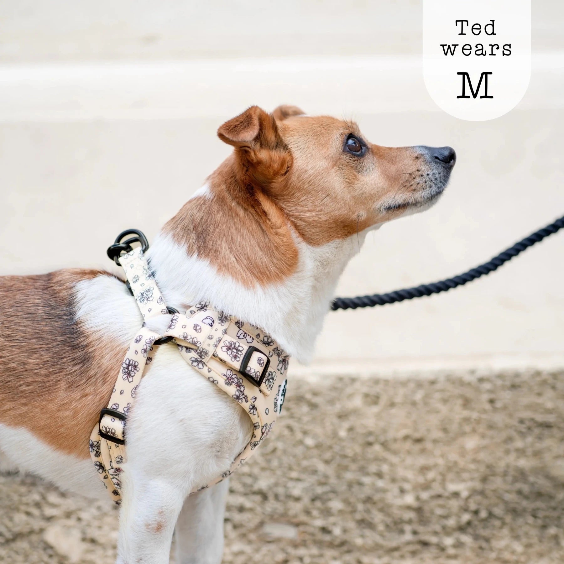 Adjustable Step-in Dog Harness - Blooming Blossom - The Neutral Dog Company