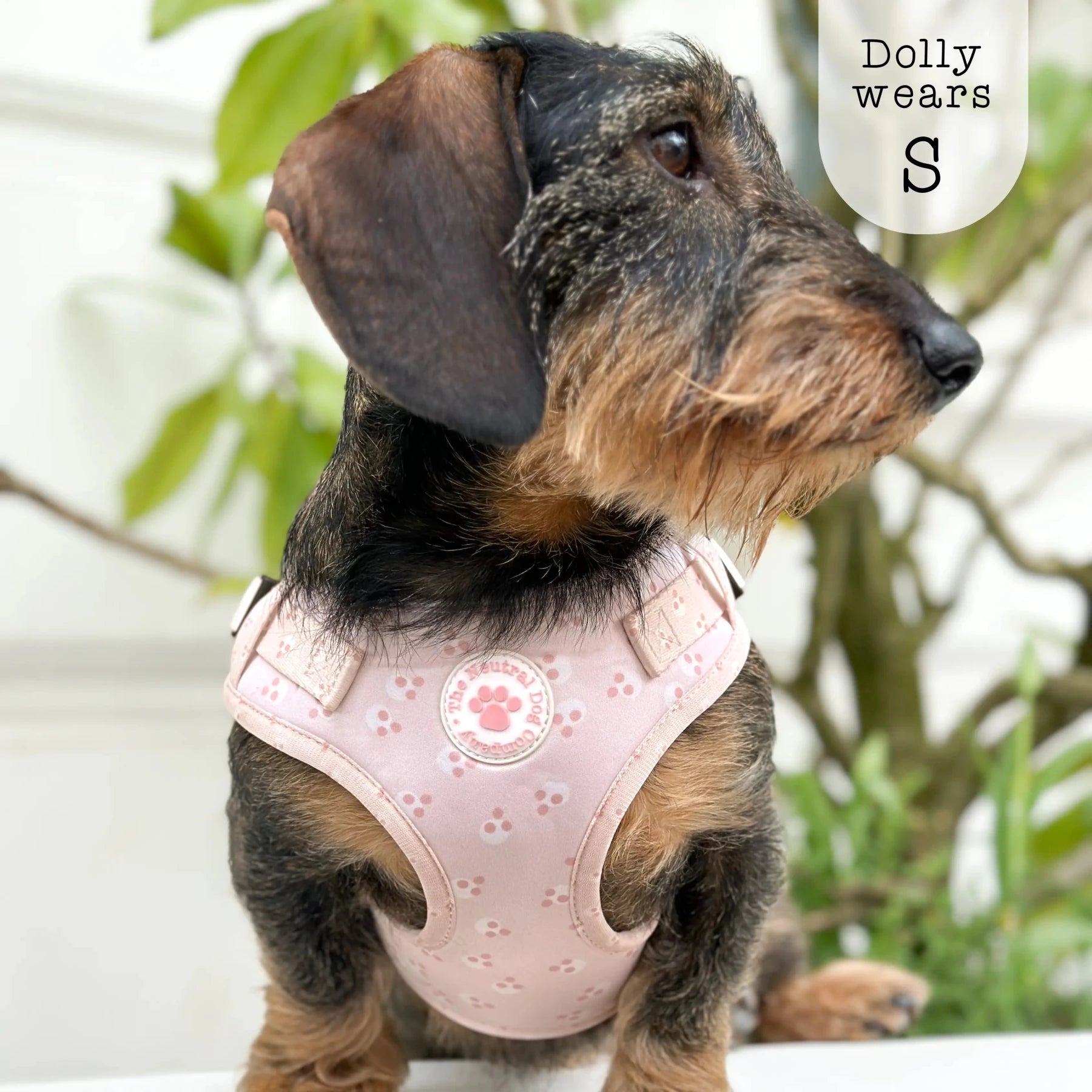 Adjustable Step-in Dog Harness - Cotton Candy - The Neutral Dog Company