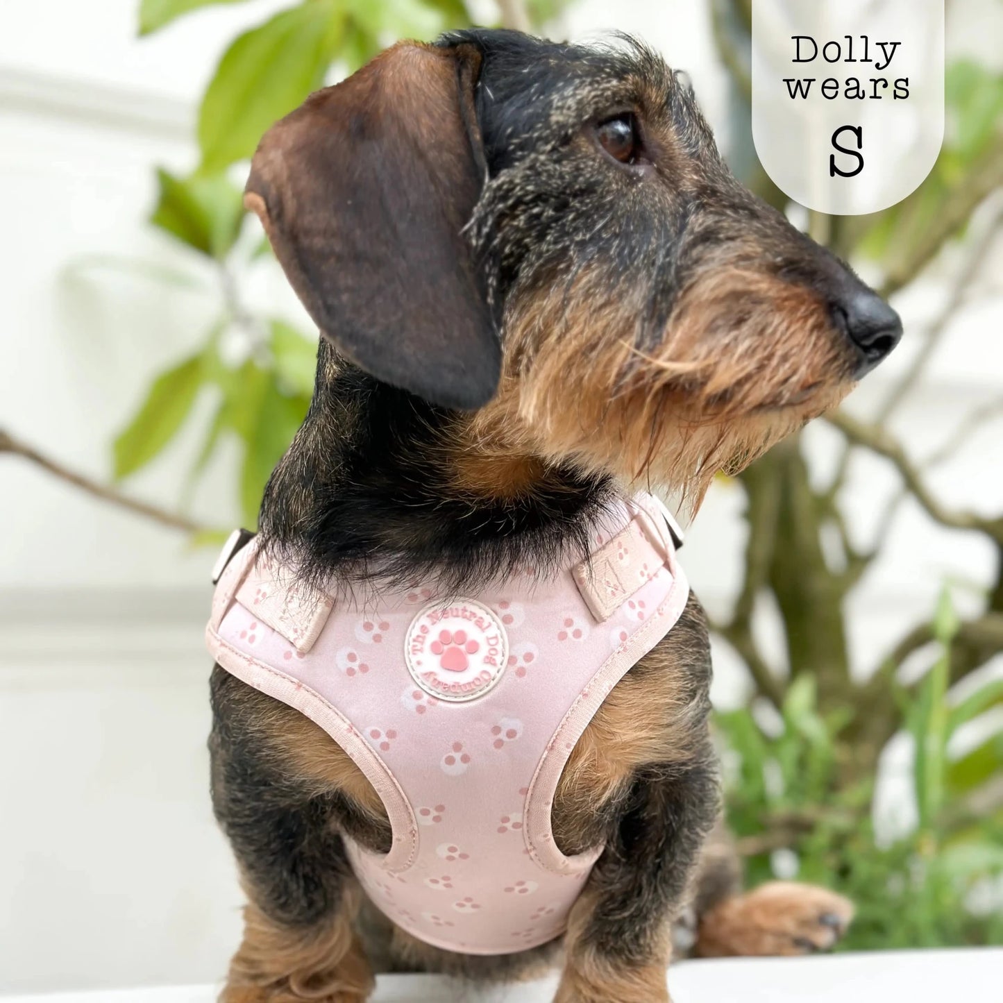 Adjustable Step-in Dog Harness - Cotton Candy - The Neutral Dog Company