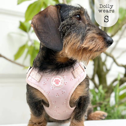 Adjustable Step-in Dog Harness - Cotton Candy - The Neutral Dog Company