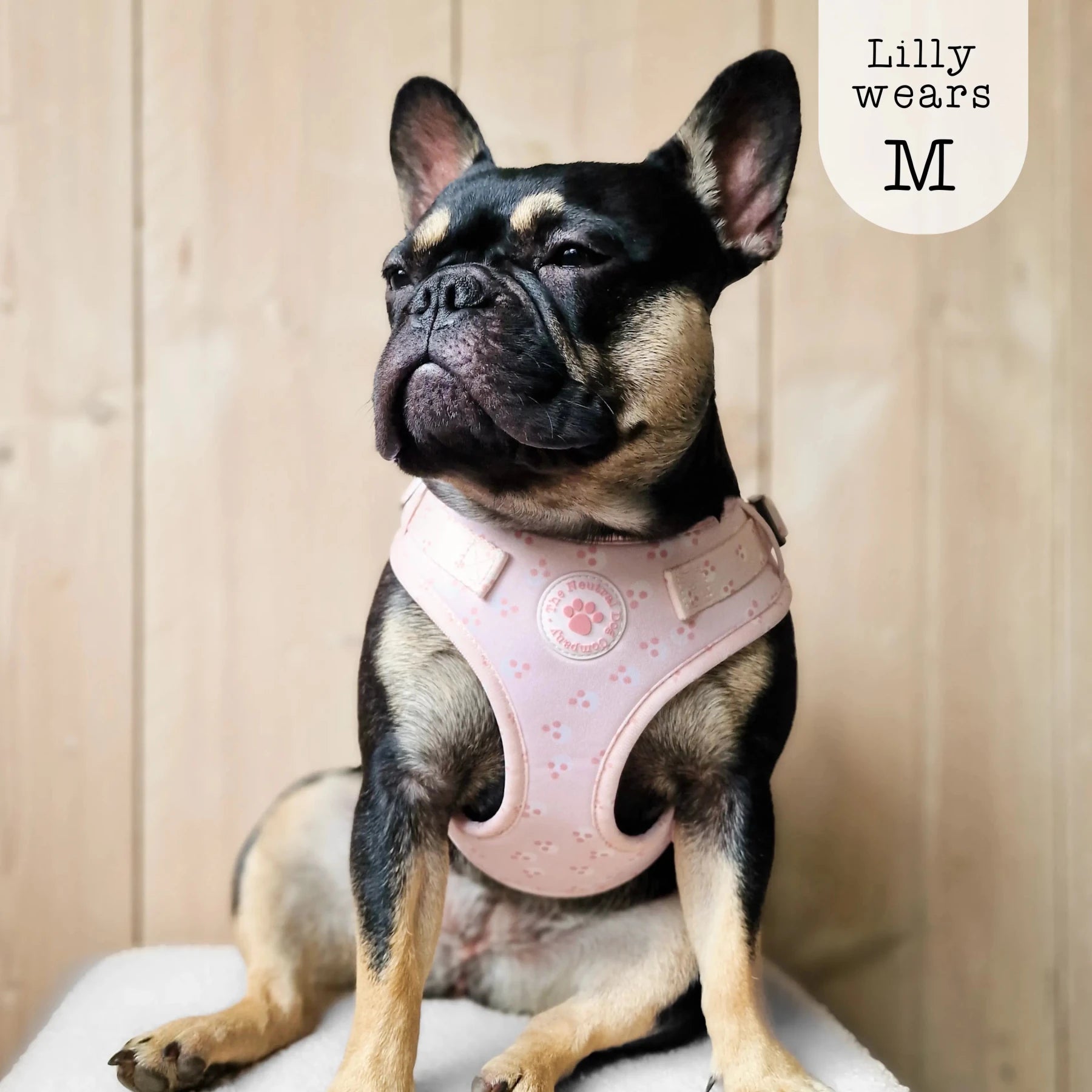 Adjustable Step-in Dog Harness - Cotton Candy - The Neutral Dog Company