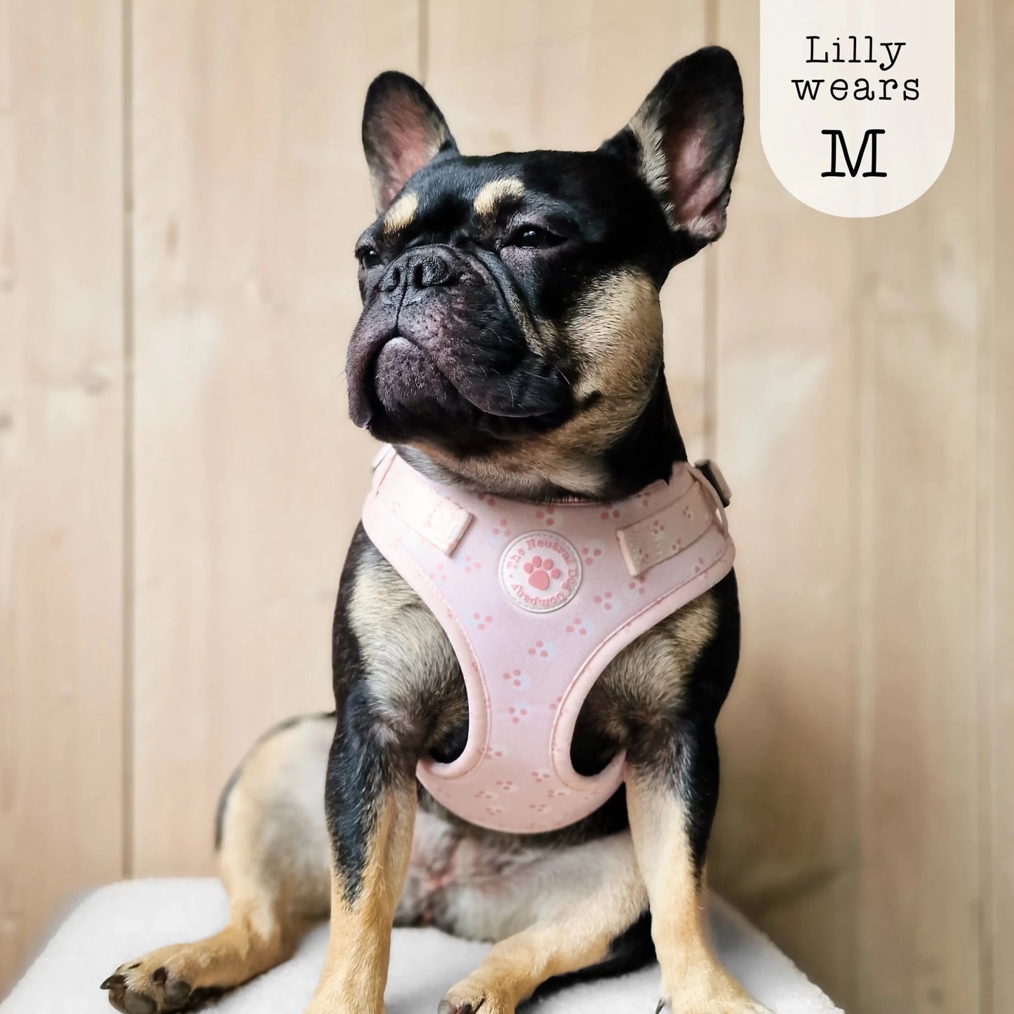 Adjustable Step-in Dog Harness - Cotton Candy - The Neutral Dog Company