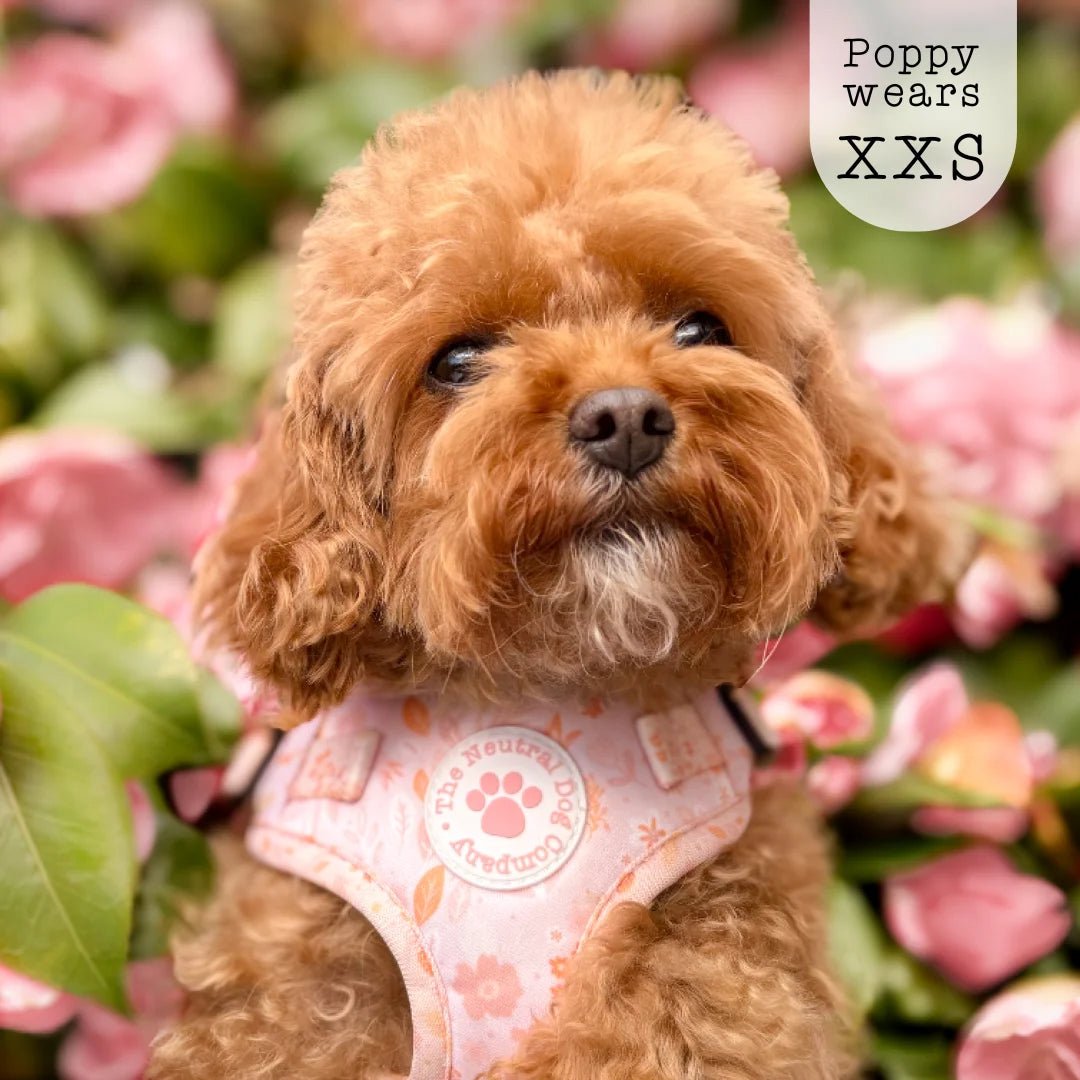 Adjustable Step-in Dog Harness - Floral Dreams - The Neutral Dog Company