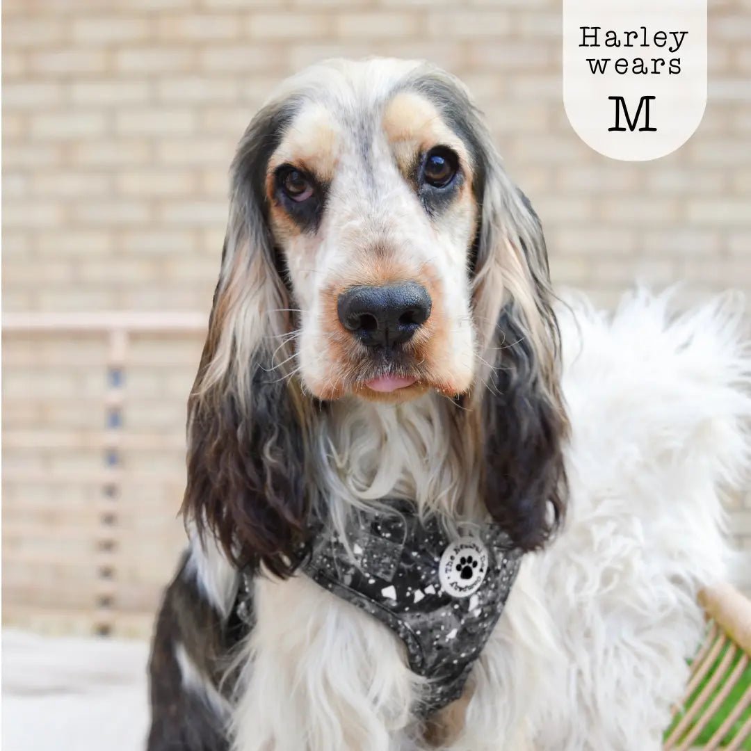 Adjustable Step-in Dog Harness - Midnight Storm - The Neutral Dog Company
