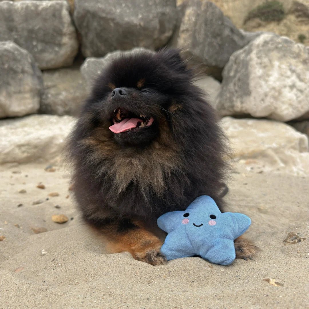 Blue Star Dog Toy - The Neutral Dog Company