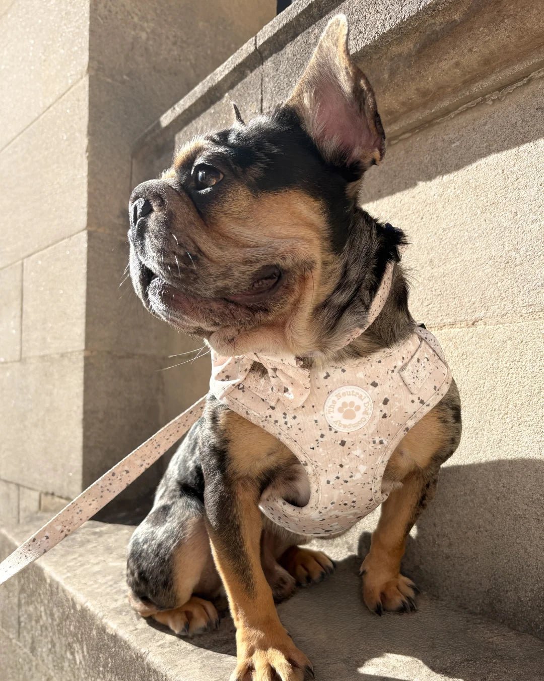 Dog Lead - Desert Storm - The Neutral Dog Company