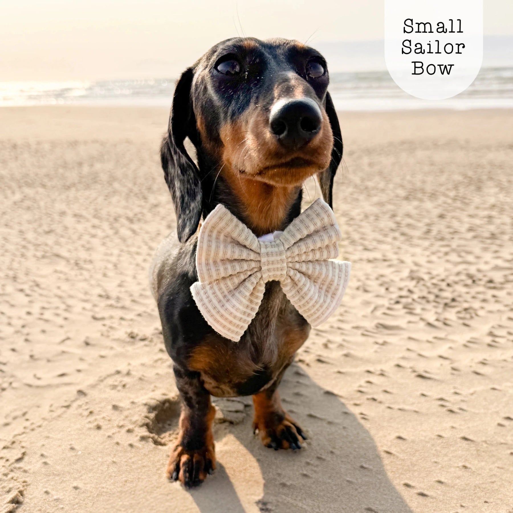 Sailor Bow - Sea Breeze - Sand - The Neutral Dog Company