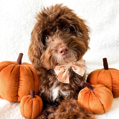 Sailor Bow - Sweet Pawtumn Pie - The Neutral Dog Company