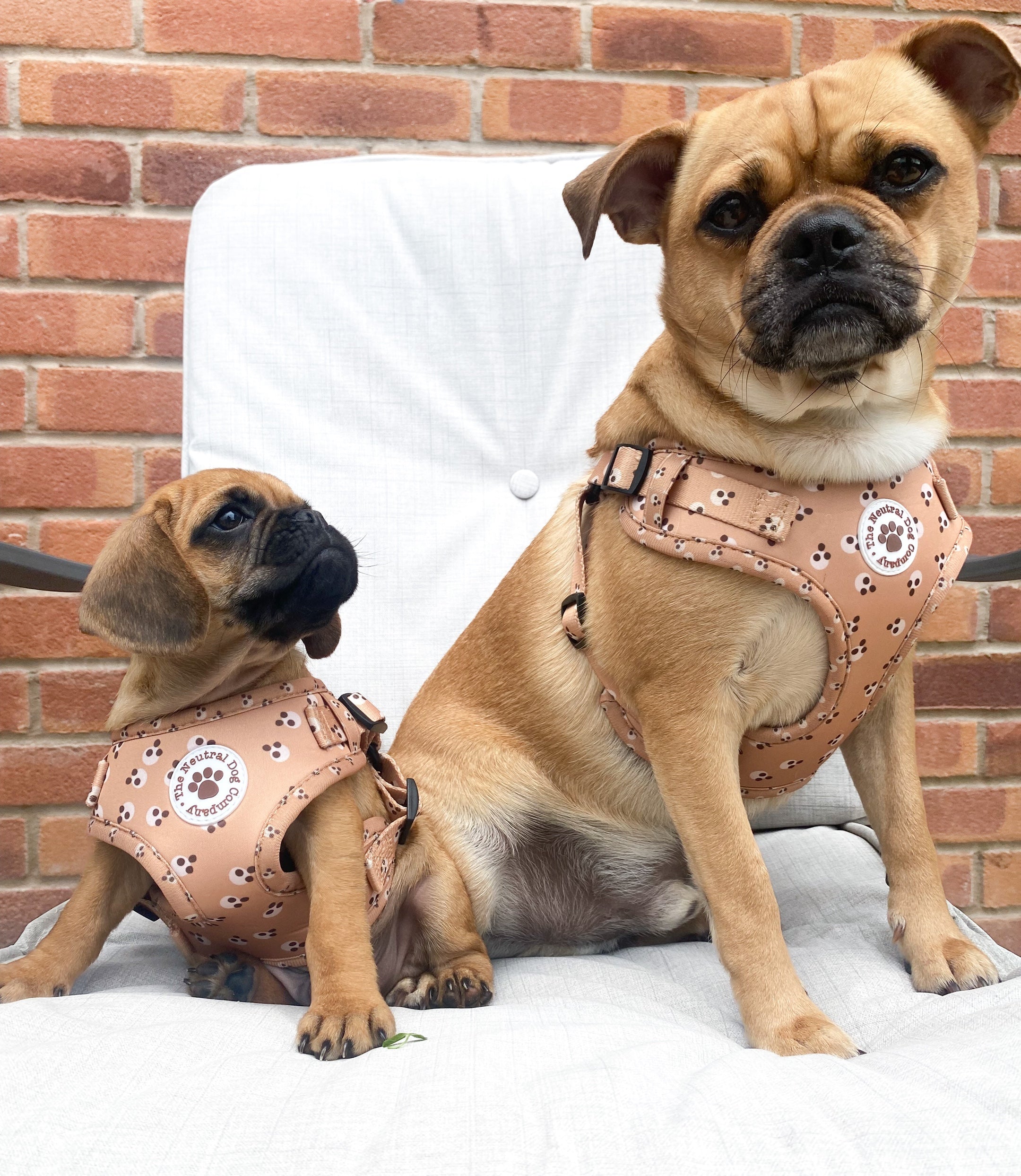 Adjustable Step-in Harness - Cookie Dough - The Neutral Dog Company