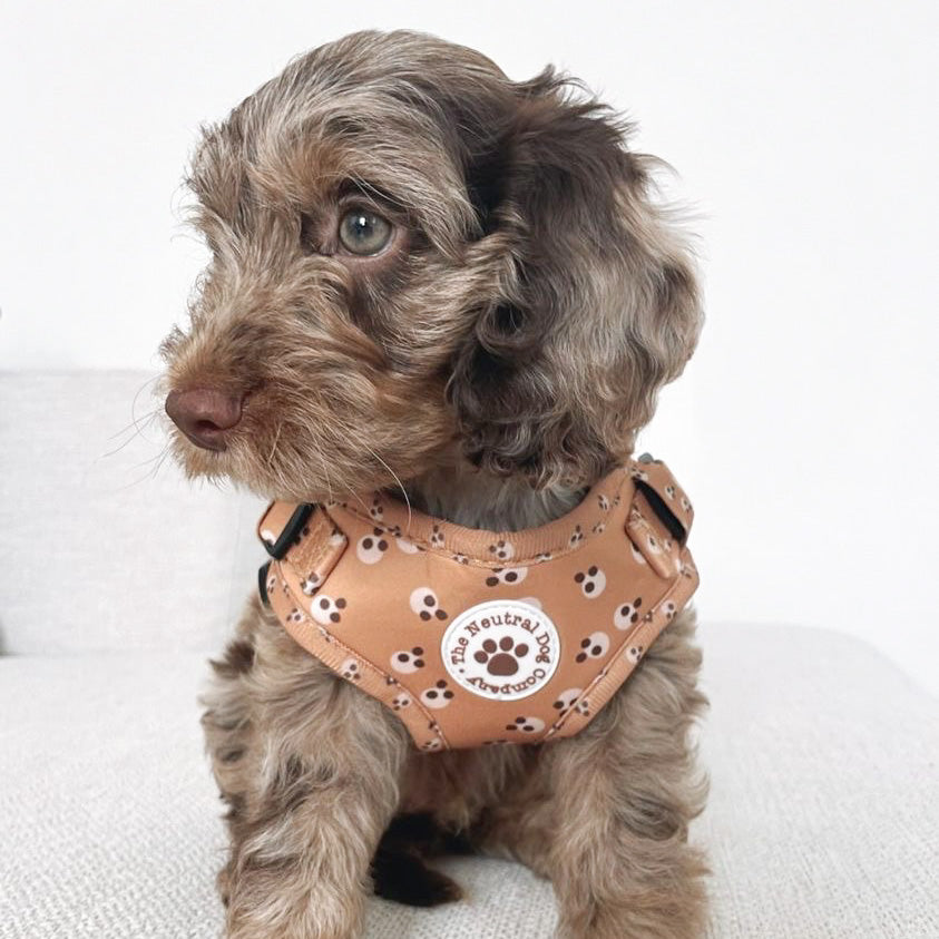 Adjustable Step-in Harness - Cookie Dough - The Neutral Dog Company