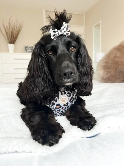 Small Bow Clip - LeoPawd - The Neutral Dog Company